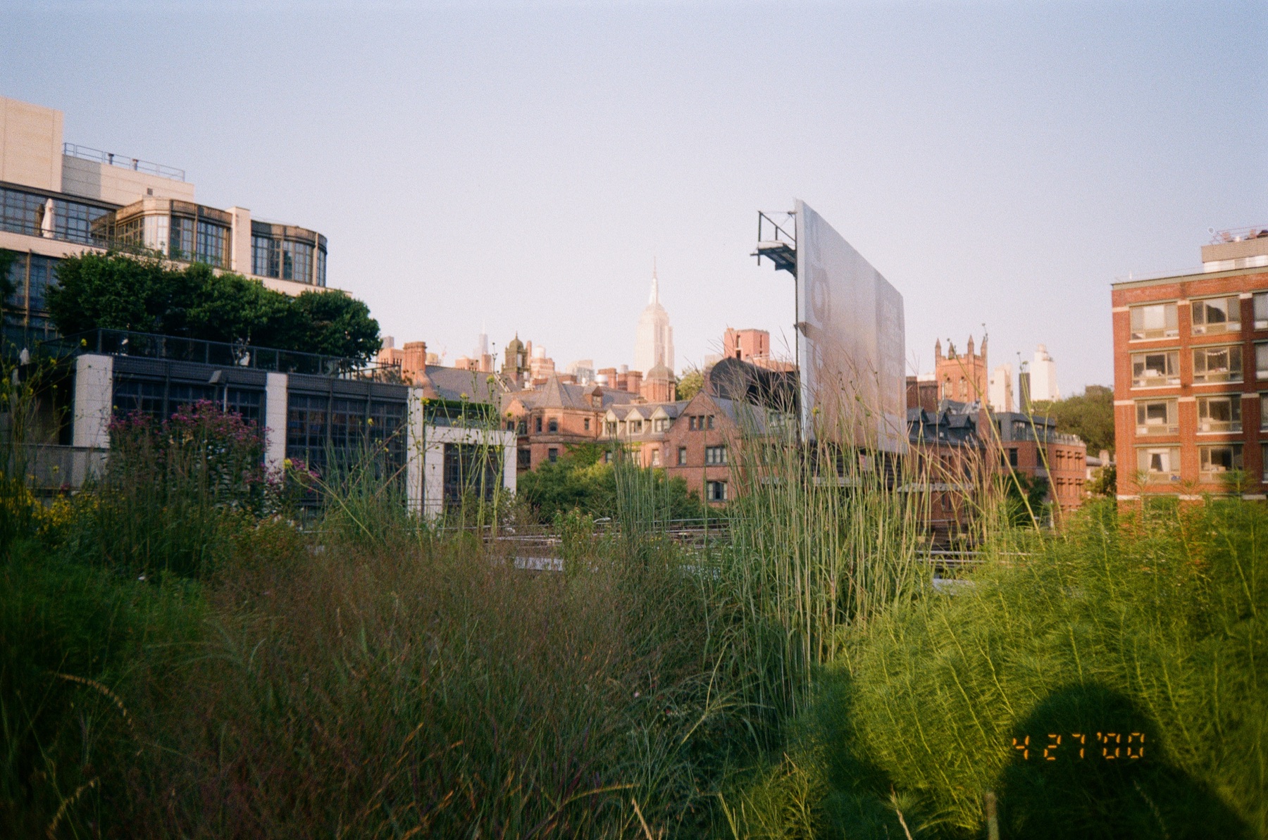 New York skyline beyond tall grass